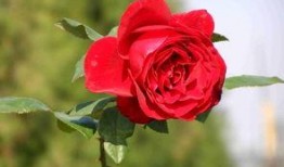 青岛玫瑰花爆料事件视频,视频揭露惊人真相